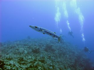 IMG_1495-320.jpg