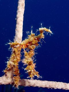 IMG_7417-320.jpg