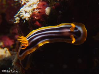 IMG_0963-320.jpg