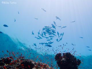 IMG_0990-320.jpg