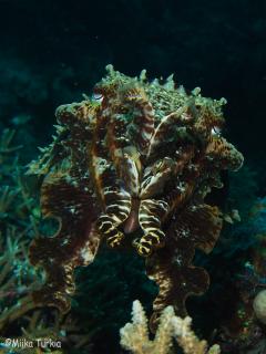 P7243939-320.jpg