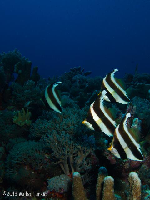 P4026988.jpg