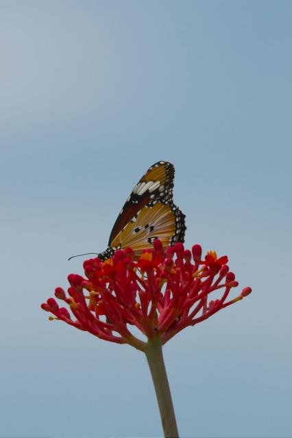 DSC_2489.jpg