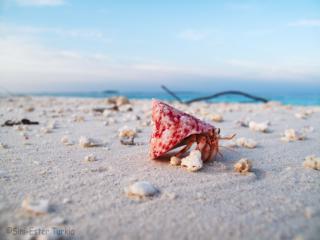 IMG_0475_1-320.jpg